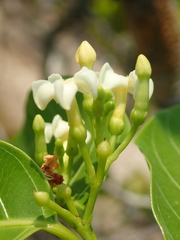 Secondatia densiflora
