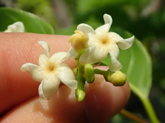 Secondatia densiflora