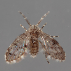 Paramormia corniculata