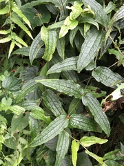 Smilax riparia
