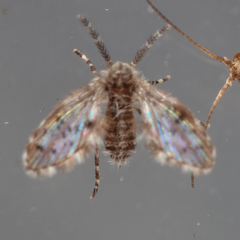 Paramormia corniculata