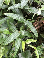 Smilax riparia