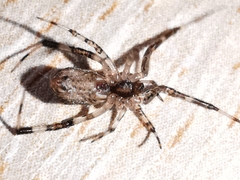 Episinus maculipes