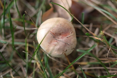 Agaricales
