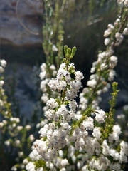 Orophanes