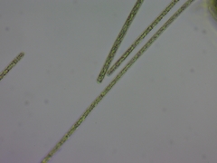 Planktothrix