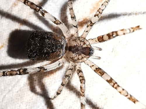 Episinus maculipes