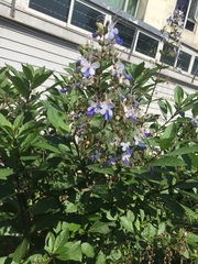 Rotheca myricoides