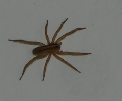 Centroctenus brevipes