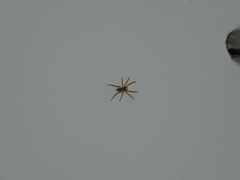 Centroctenus brevipes