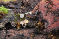 Mycena supina