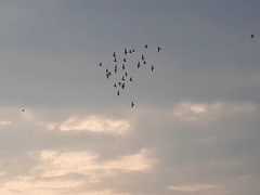 Aves