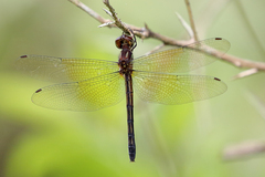 Macrothemis declivata