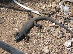 Aspidoscelis martyris