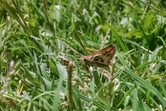 Hylephila fasciolata