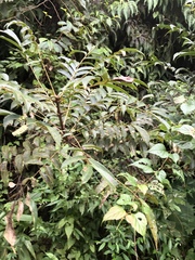 Meliosma rhoifolia