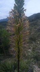 Agave striata