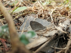 Ypthima asterope mahratta