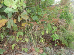 Calliandra parviflora