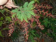 Calliandra parviflora