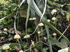 Clematis tashiroi
