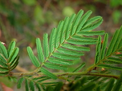 Calliandra parviflora