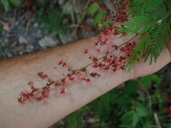 Calliandra parviflora
