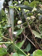 Clematis tashiroi