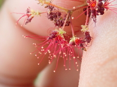 Calliandra parviflora