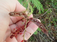 Calliandra parviflora