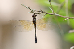 Macrothemis declivata