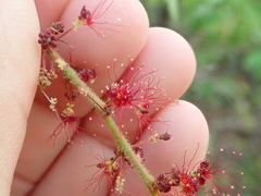 Calliandra parviflora