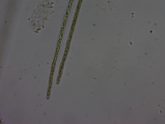 Planktothrix