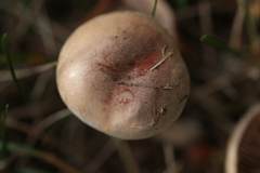 Agaricales