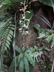 Habenaria polytricha