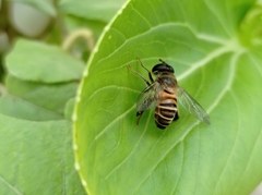 Mallota curvigaster