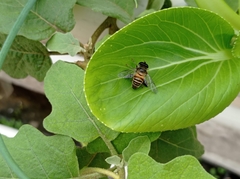 Mallota curvigaster