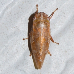 Aphrophora saratogensis