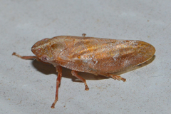 Aphrophora saratogensis