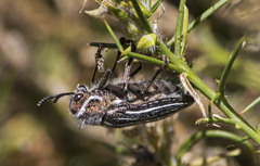 Julodis fidelissima