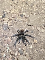 Aphonopelma superstitionense