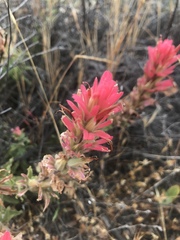 Castilleja martini martini