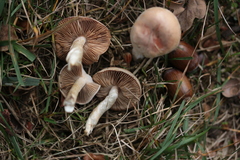 Agaricales