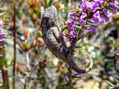 Bradypodion barbatulum