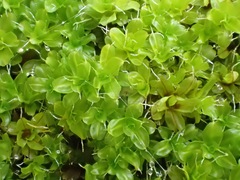 Syntrichia virescens