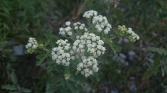 Parthenium bipinnatifidum