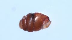 Vertigo angustior