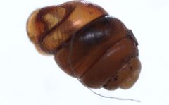 Vertigo angustior