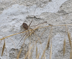 Opilio parietinus