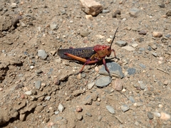 Phymateus morbillosus morbillosus